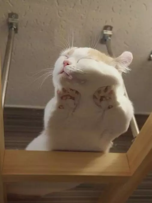 Just Laying Flat
