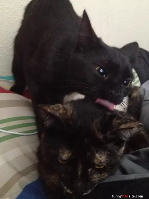 Kissing Your Head