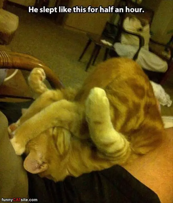 Cat Sleeps Weird