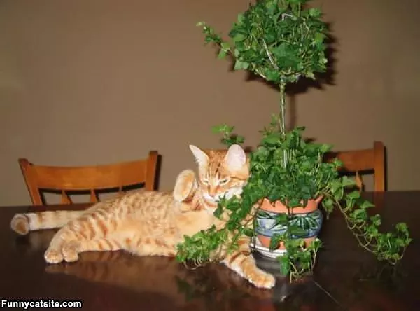 Hanging With This Plant