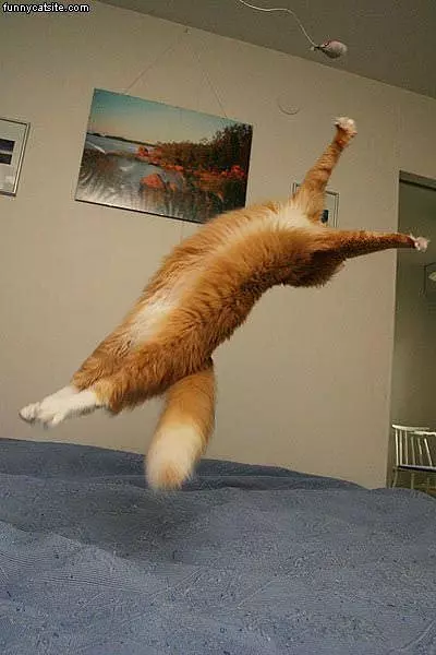 Back Flip Cat