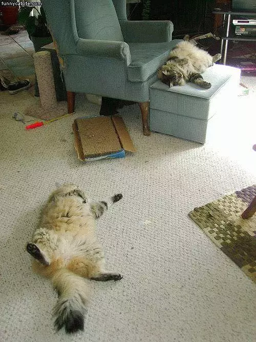 Passed Out Cats
