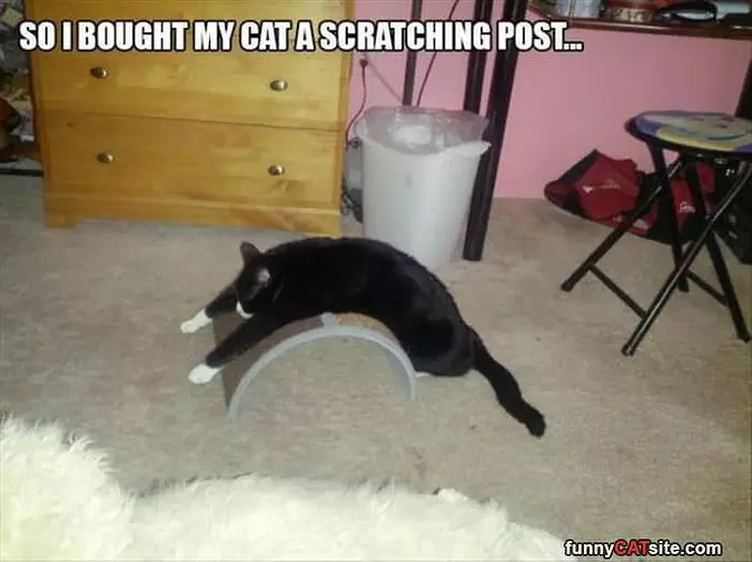 Bought My Cat A Scratching Post