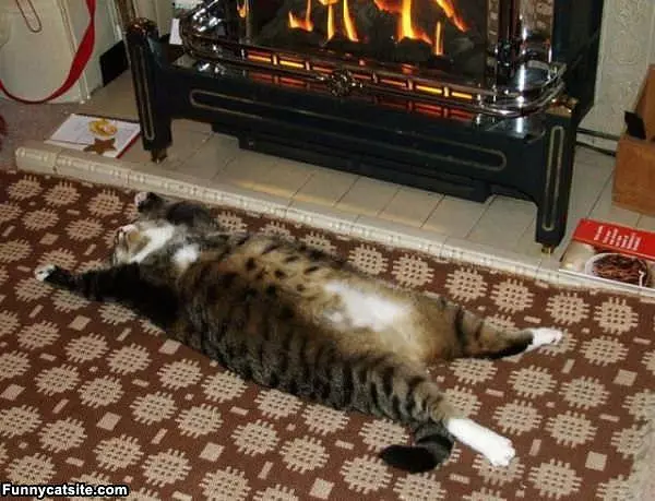 Flat On My Back Cat