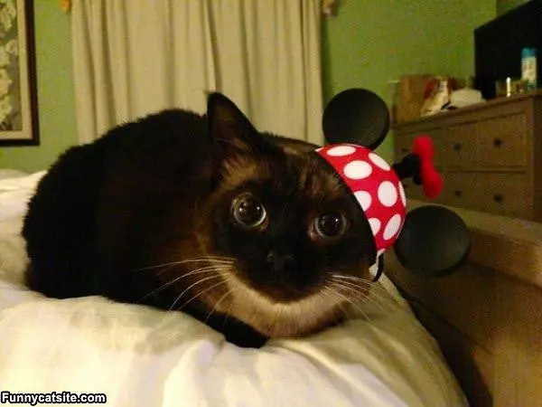 My Silly Hat