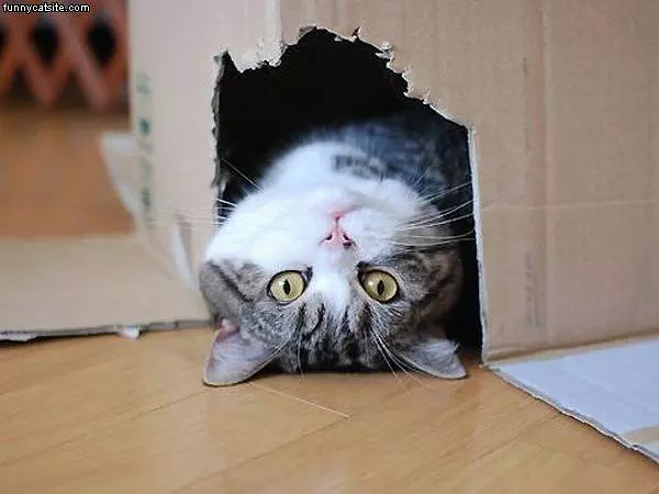 Upside Down Box