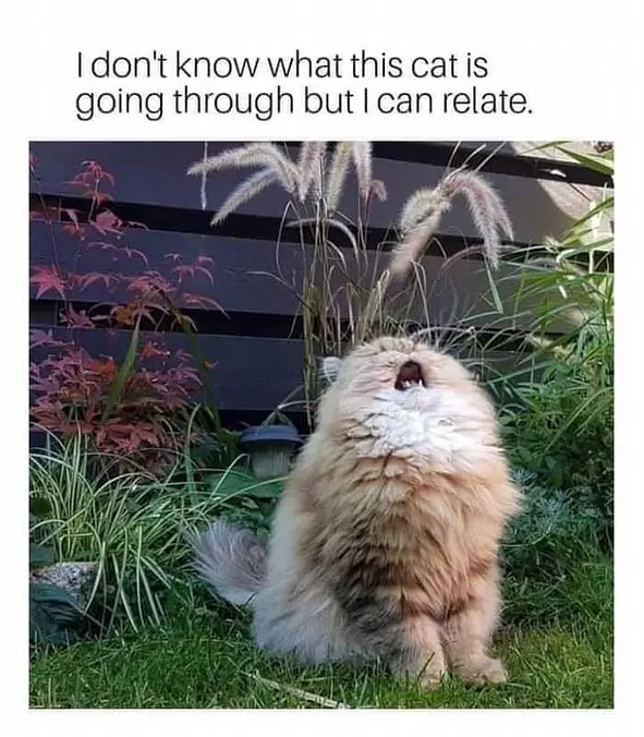 This Cat