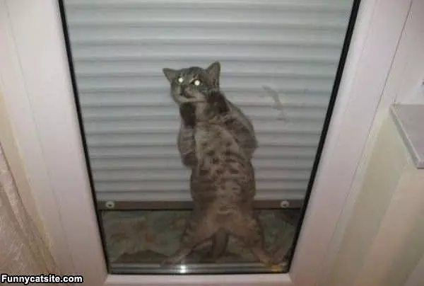 Hey Let Me In