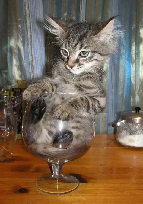 One Glass Of Cat Please