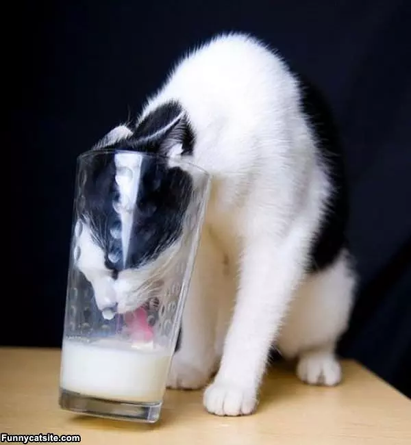 Nom Nom Milk