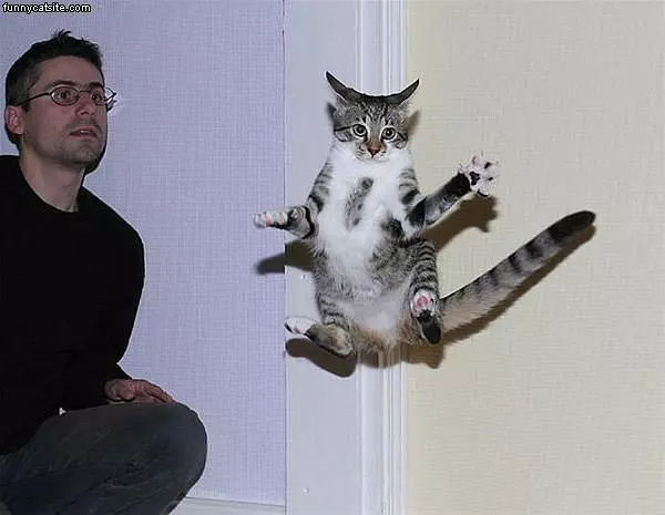 Hover Cat