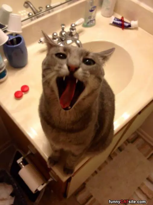 Rawrrrra