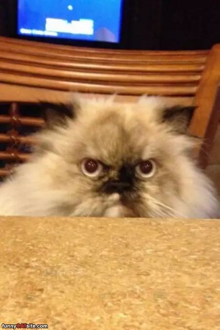 Gimme A Snack