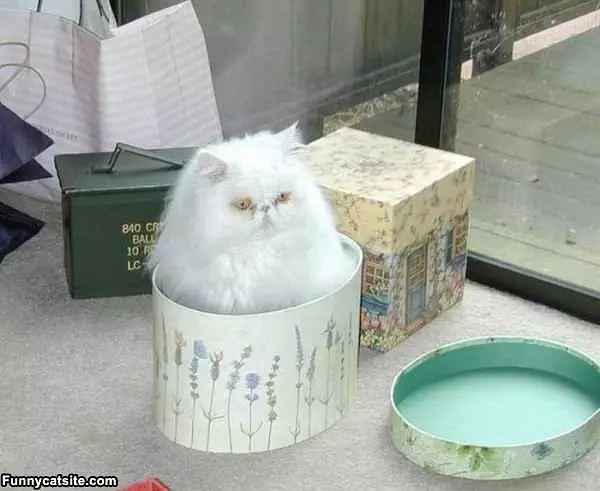 Iz A Box