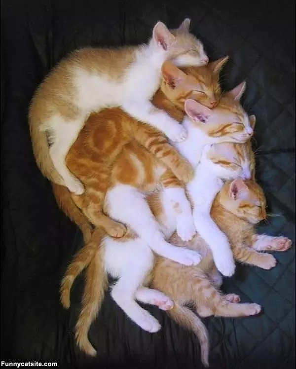 A Stack Of Cats