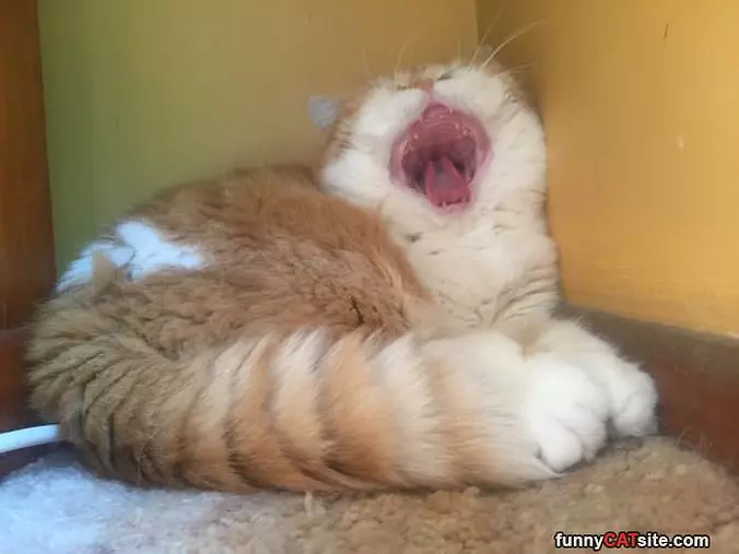 Yawning Together