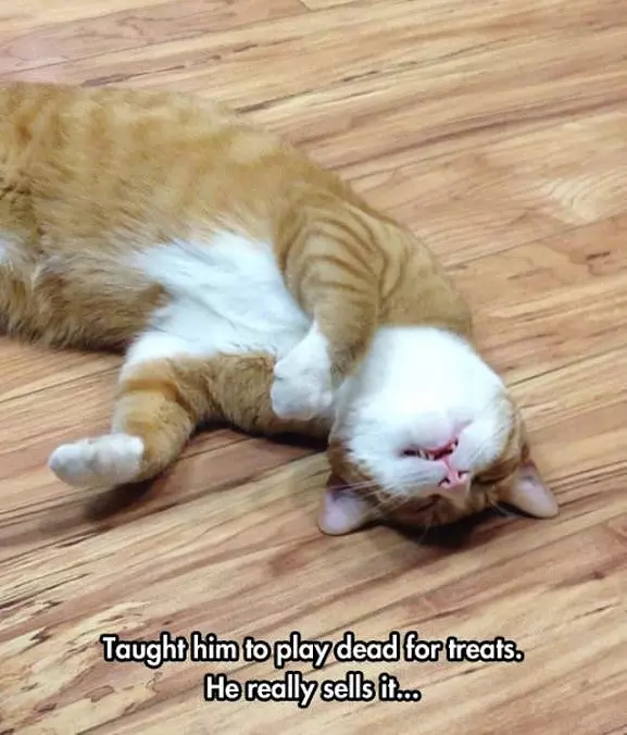 Playing Dead