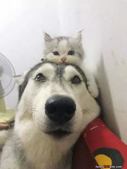The Best Of Buddies
