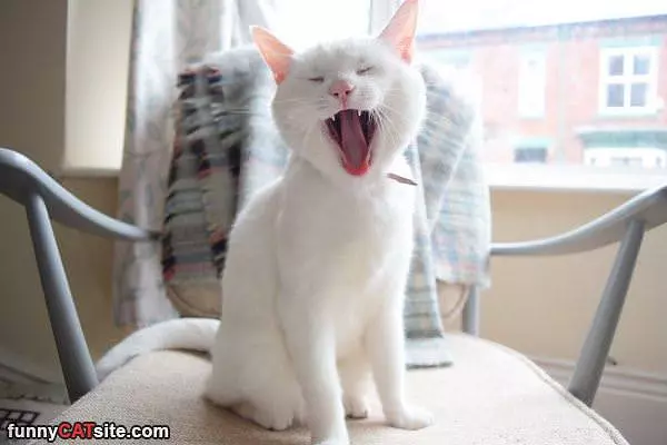 Big Yawn