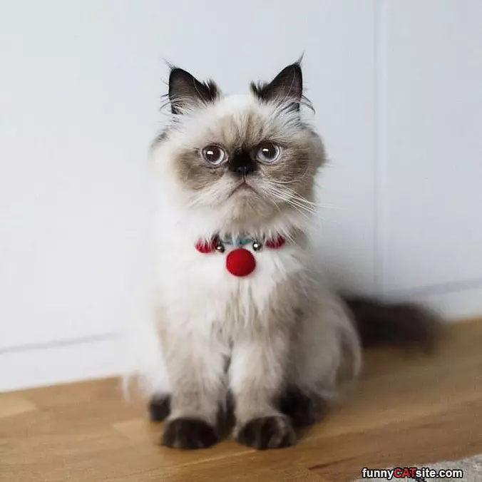 Do You Like My Bell