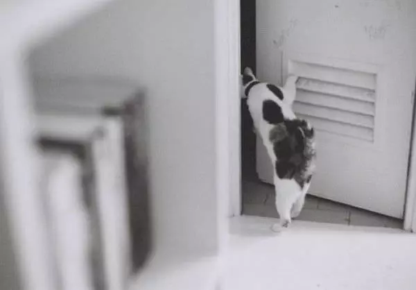 Knock Knock