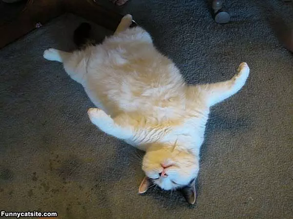 I Sleep Where I Want