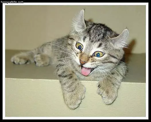 Cat On Crack
