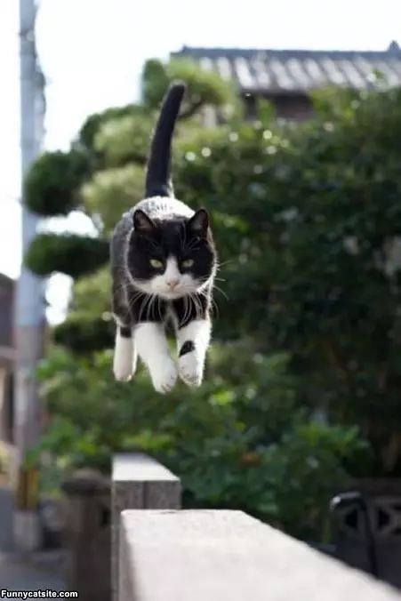 I Am The Hover Cat