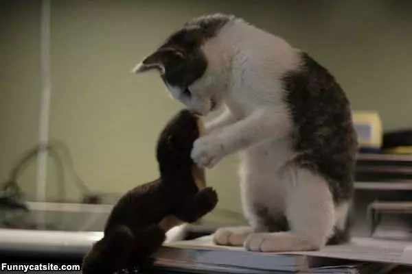Kiss Kiss
