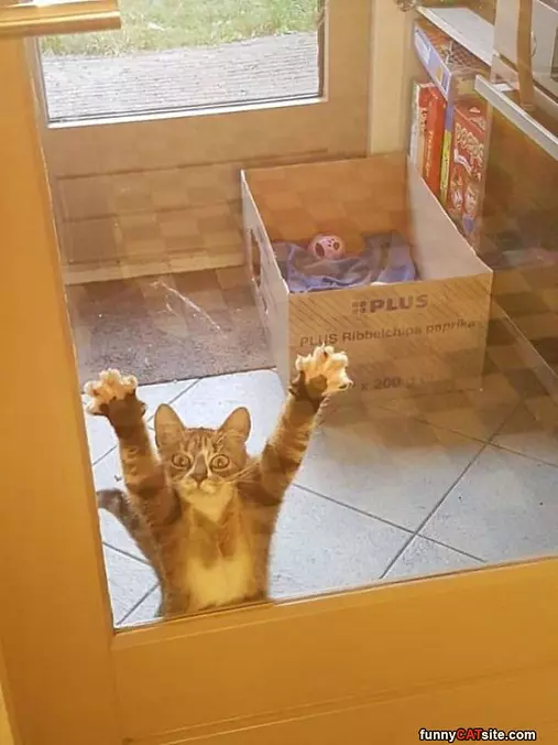 Cmonnnn Let Me In