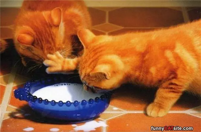 No This Is Mine