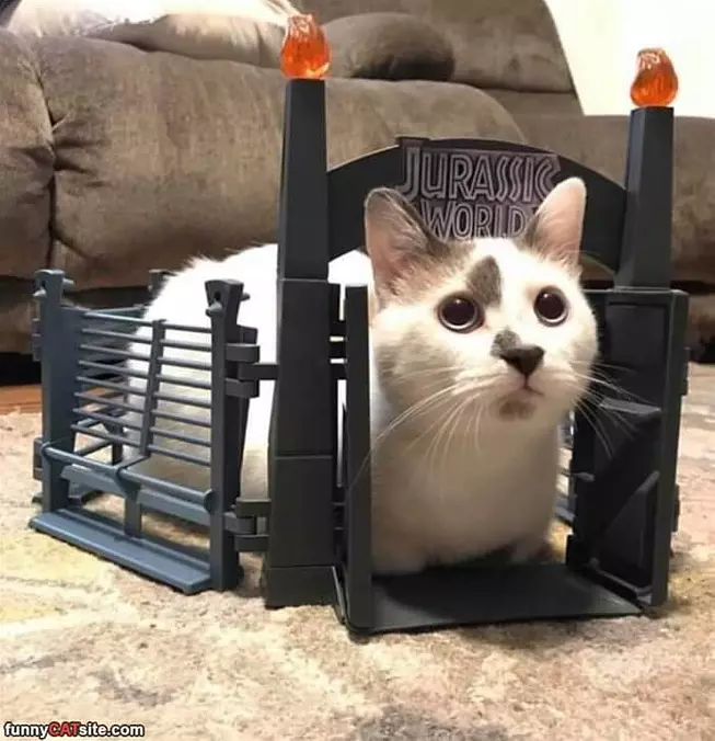 Jurassic Cat