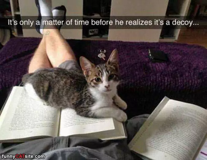 A Decoy