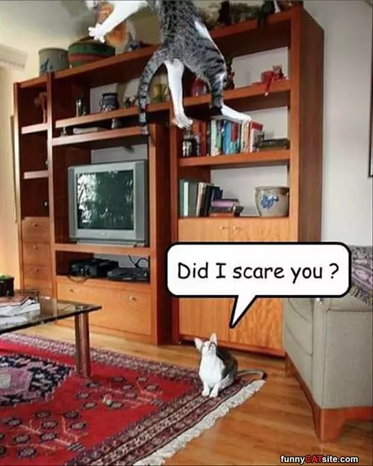 Did I Scare You