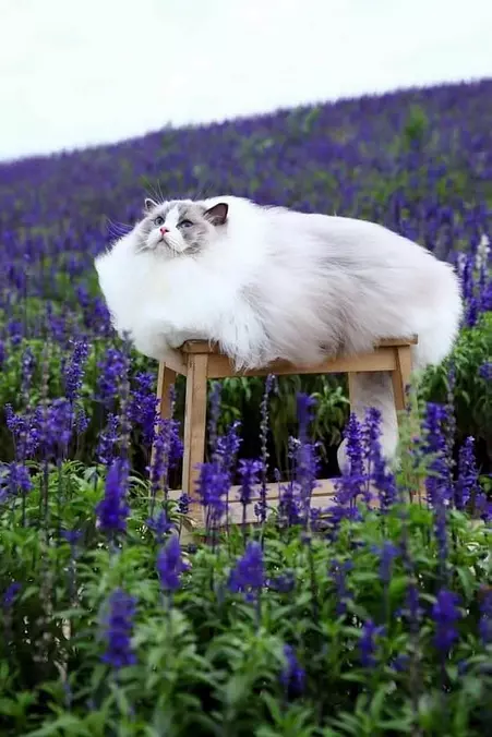 The Fluffiest Cat