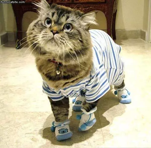 Nice Outfit
