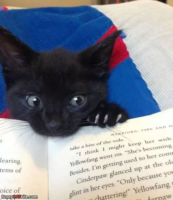Reading And Eating The Book