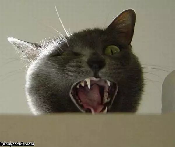 Arrgghhh
