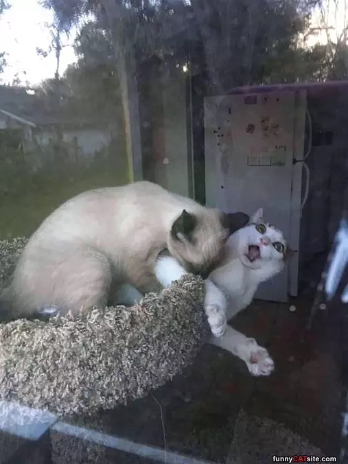 The Bite