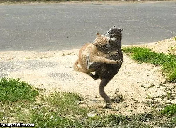 Matrix Cat Fight