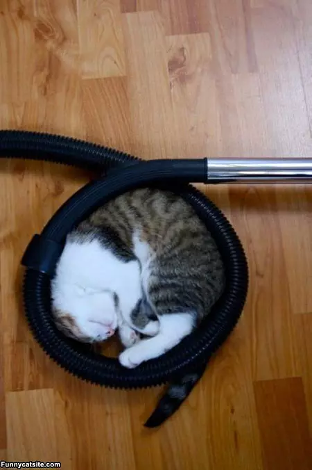 Curled Up Here