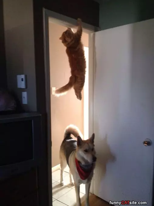 Anyone See The Cat