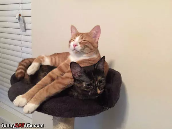 Cats Chillin Here