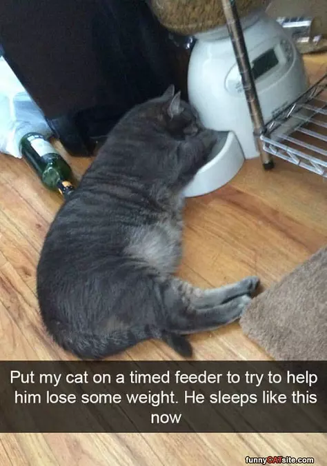 More Food Feeder
