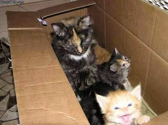 Smiling Kitten