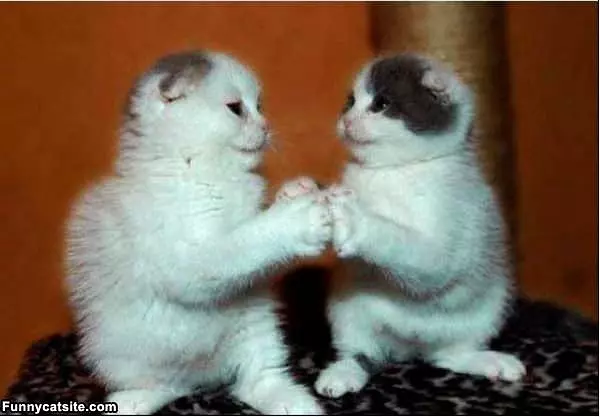High Fiving Kittens