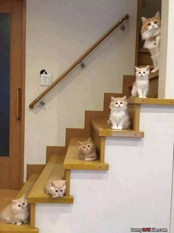 Cats On The Steps