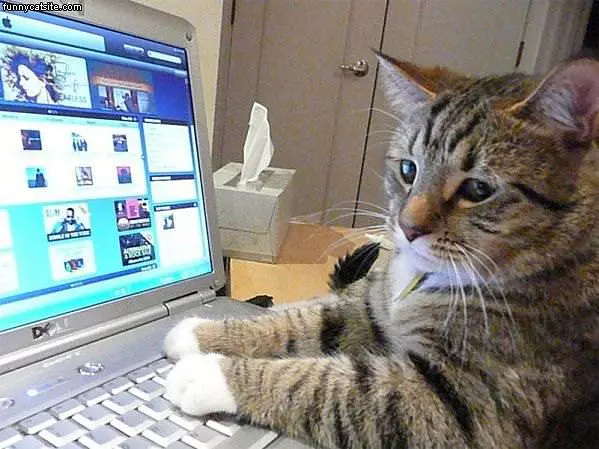 Trouble On The Internets