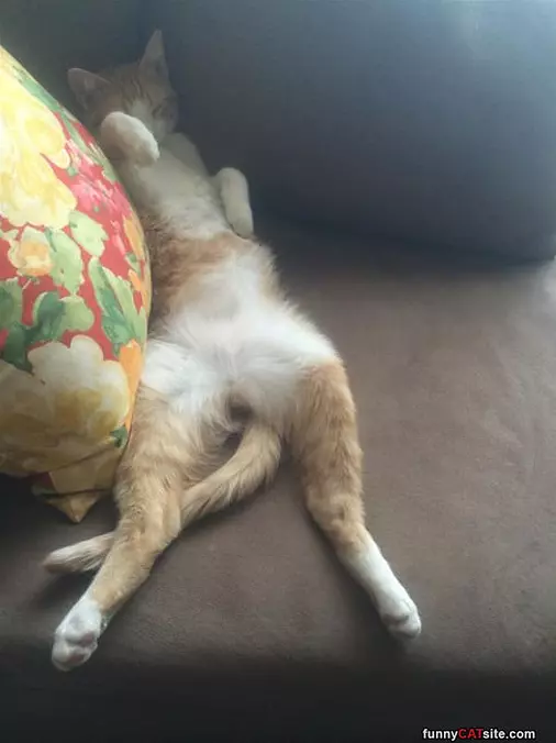 Boss Is Tired