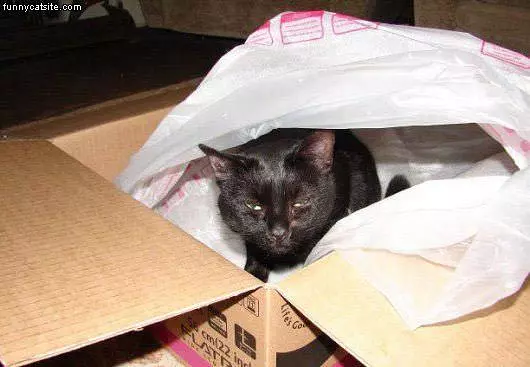 Another Cat In A Box